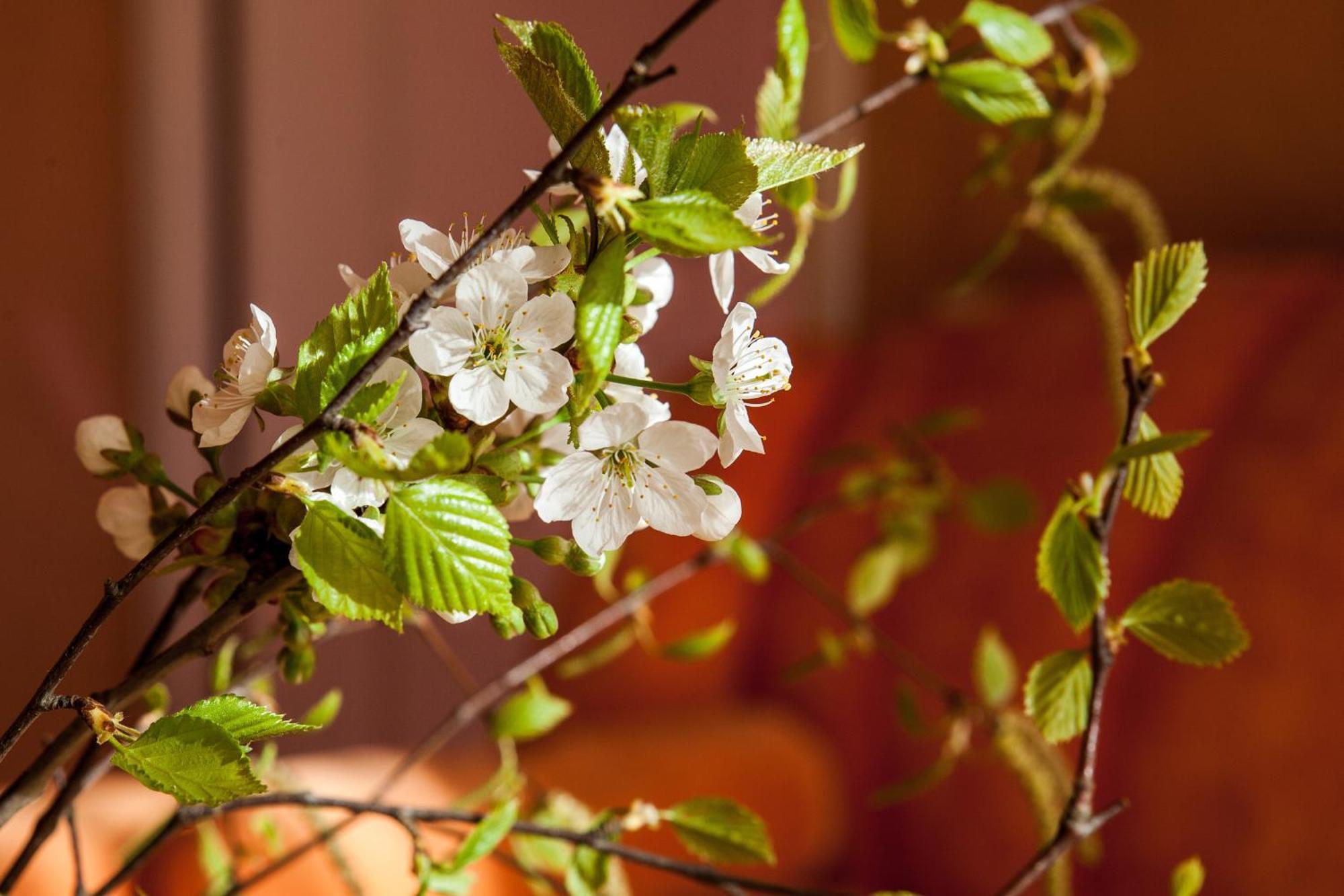 Vila Sraige Palanga Phòng bức ảnh